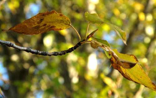 杨树品种图片大全及杨树种类简单介绍