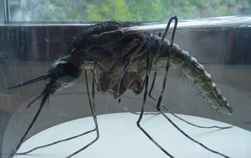 你知道世界上最大的蚊子有多大吗