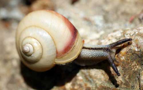 僵尸蜗牛真的存在吗？僵尸蜗牛真的可以养吗？