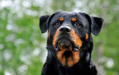 十大最忠诚的狗排名都有哪些犬种？
