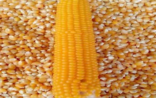 玉米图片欣赏——玉米有哪些常见的种类