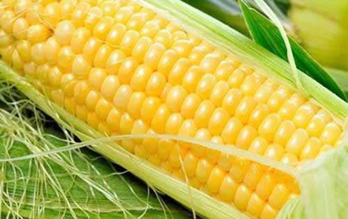 玉米图片欣赏——玉米有哪些常见的种类