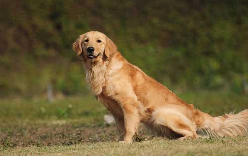拉布拉多和金毛有哪些区别|怎样才能养好拉布拉多犬