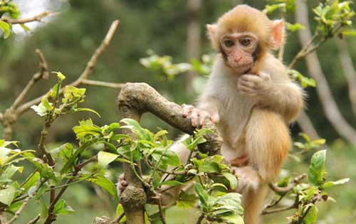 猴子吃什么食物？猴子寿命有多长？
