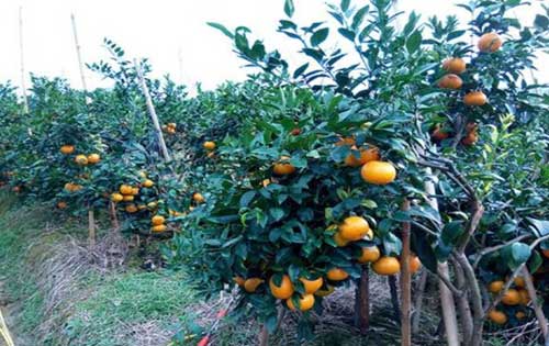 沃柑种植有哪些技术要求？沃柑是橘子还是橙子？