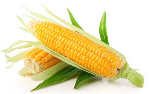 经常吃玉米的人会不会发胖|吃玉米有哪些注意事项