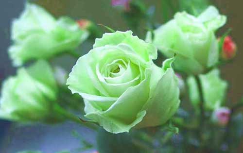 玫瑰花的图片大全大图及稀有品种介绍