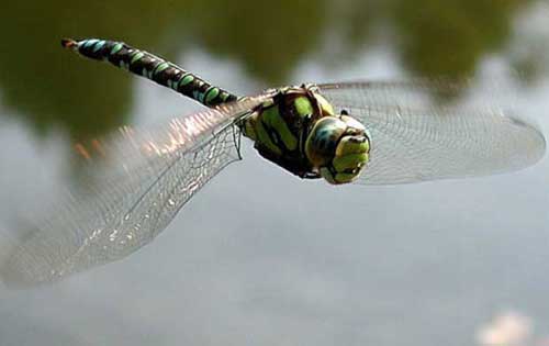 蜻蜓能活多长时间|蜻蜓是益虫还是害虫