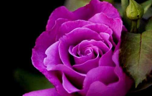 玫瑰花的图片大全大图及稀有品种介绍