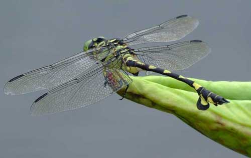 蜻蜓能活多长时间|蜻蜓是益虫还是害虫