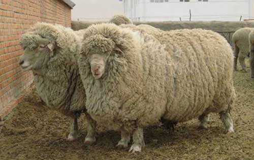 绵羊有哪些品种