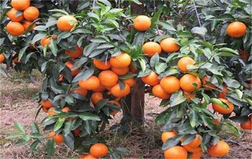 沃柑种植有哪些技术要求？沃柑是橘子还是橙子？