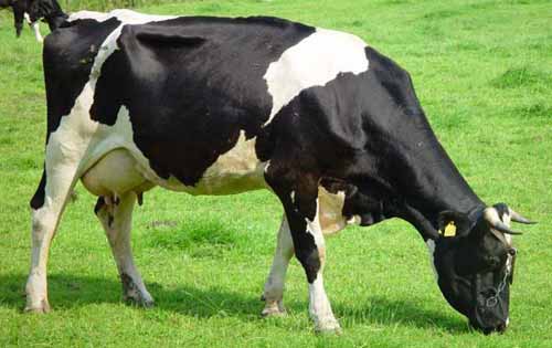 牛的图片大全大图欣赏|牛的种类有哪些？