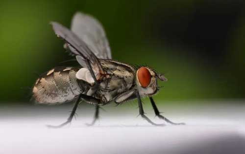 苍蝇对人类的危害以及好处有哪些