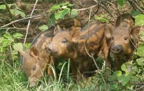 野猪养殖发生猪瘟应该怎样防治？