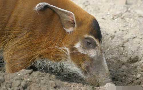 养殖野猪相关手续以及野猪养殖技术