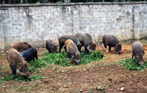 野猪养殖发生猪瘟应该怎样防治？
