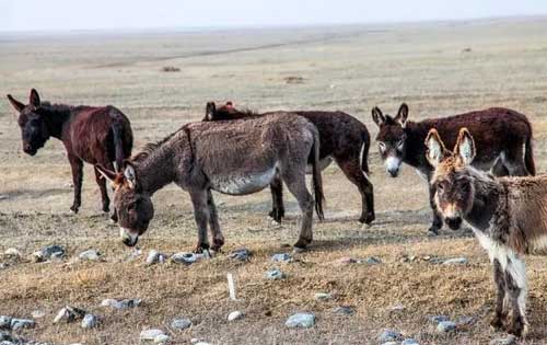 新疆驴养殖技术|新疆驴育肥方法