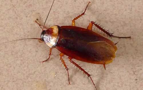 家中有蟑螂怎么消灭最彻底？介绍七种消灭蟑螂的小妙招！