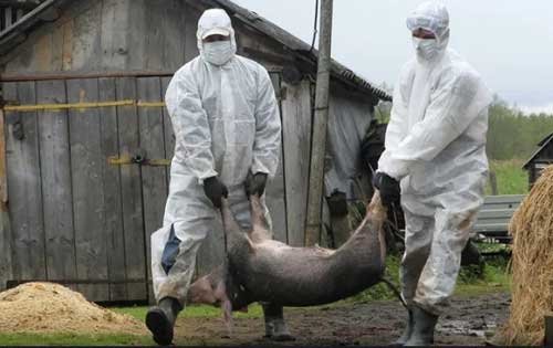 非洲猪瘟有哪些症状|怎样防治非洲猪瘟