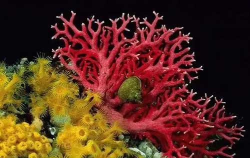 珊瑚是动物还是植物？珊瑚有什么用？