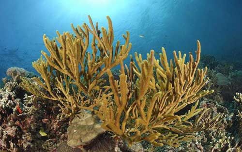 珊瑚是动物还是植物？珊瑚有什么用？
