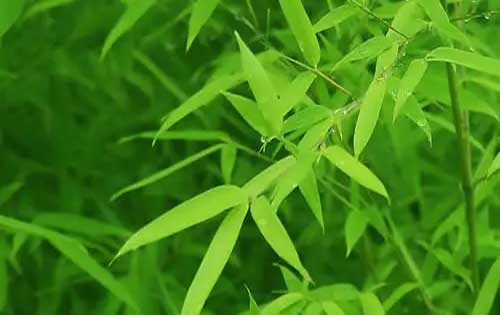 竹子是草还是树呢？竹子是木本植物还是草本植物呢？