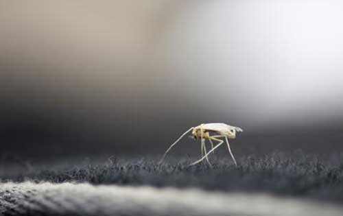 驱蚊子最有效的东西有哪些？蚊子最怕的是什么？