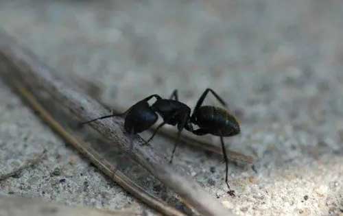 蚂蚁是益虫还是害虫？蚂蚁的生活习性有哪些？