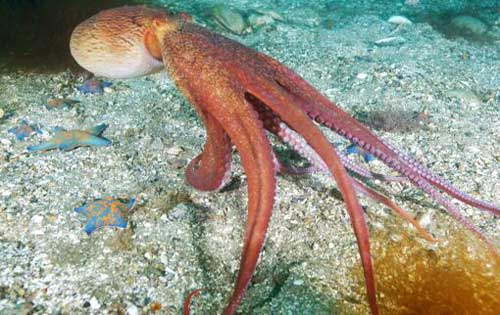 章鱼和鱿鱼的区别是什么呢？