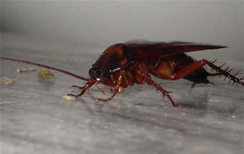 蟑螂是怎么出现在家里的？蟑螂怎么消灭才能最彻底？