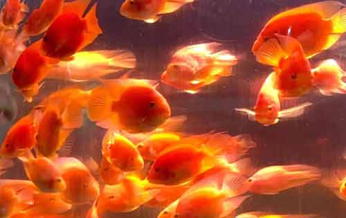 金鱼——中国特产珍贵观赏鱼