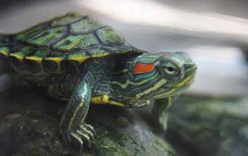 巴西龟有哪些生活习性？怎样才能养好巴西龟？