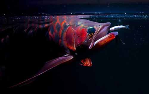 红龙鱼怎么养最好？附红龙鱼常见品种和养殖日常管理方法