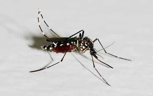 蚊子的寿命有多长？蚊子的幼虫叫什么名字？