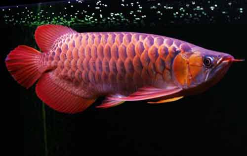 红龙鱼怎么养最好？附红龙鱼常见品种和养殖日常管理​方法