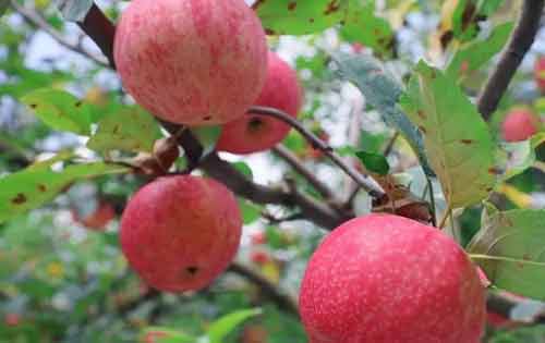 红富士苹果产地在哪里？苹果有哪些品种？