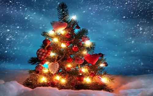 圣诞树和常青树有什么区别？圣诞歌中的《平安夜》是谁创作的？